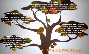 Family tree of human evolution