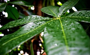 Carleton University's greenhouse. © Morgan Jackson