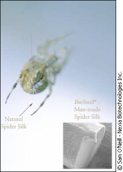 Comparison of natural and synthetic spider silk