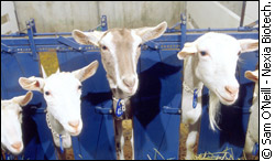 Four of Nexia's transgenic goats