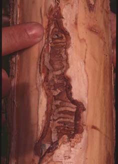 Emerald Ash Borer gallery, shown with bark removed