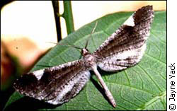 hedylid butterfly