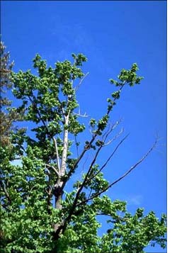 Dammaeged tree