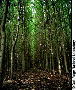Poplar plantation