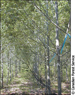 Transgenic poplar field