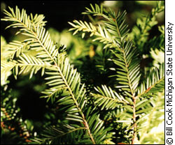 The needles of Canada are used to make taxanes. 