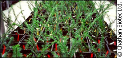 A nursery holds hundreds of taxus Canadensis clones