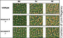 preliminary results - cells