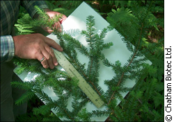 A ruler is held up to a Canada yew to show  the recommended cut length.