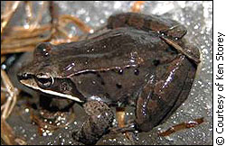 Wood frog