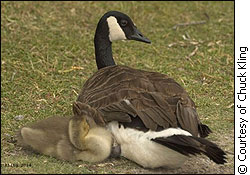 Canada goose