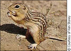 Ground squirrel