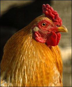 Birds infected with avian flu transmit