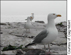 Herring gulls on a rock