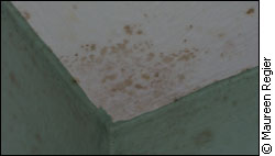 Mould growth on bathroom wall