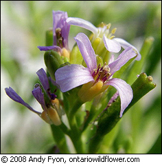 Rather than competing with all neighbours, the Great Lakes sea rocket is able to pick and choose its battles.