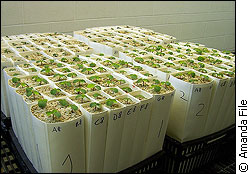 The tangled roots of neighbouring plants caused problems when it was time to average growth.