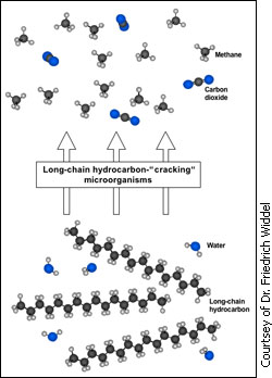 Illustration of bacterial work on hydrocarbon