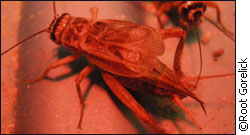 A common European field cricket with raised wings signalling acoustically.