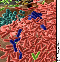 Bacteria in your digestive tract