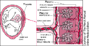Drugs crossing placenta