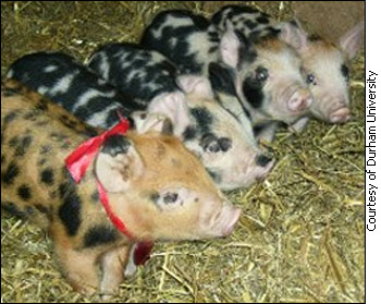 LittlePiggies