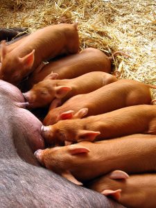 Piglets feeding from their mother.