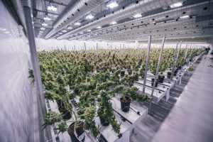 The growing floor showing marijuana plants in production in Smith's Falls