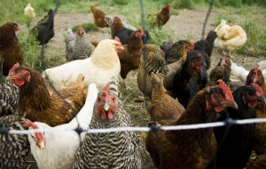 Free-range chickens feeding at a farm