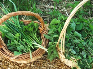 Healthy free herbs and vegetables can be found in your backyard! 