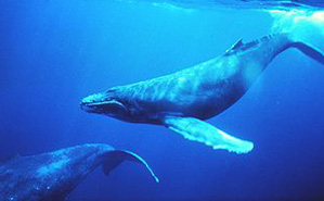 Humpback in singing position